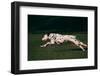 Dalmatian Running on Grass-DLILLC-Framed Photographic Print