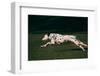 Dalmatian Running on Grass-DLILLC-Framed Photographic Print