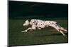 Dalmatian Running on Grass-DLILLC-Mounted Photographic Print