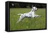Dalmatian Running Through Buttercup Field-null-Framed Stretched Canvas