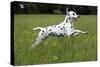 Dalmatian Running Through Buttercup Field-null-Stretched Canvas