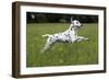 Dalmatian Running Through Buttercup Field-null-Framed Photographic Print