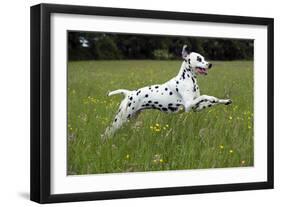 Dalmatian Running Through Buttercup Field-null-Framed Photographic Print