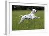 Dalmatian Running Through Buttercup Field-null-Framed Photographic Print