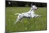 Dalmatian Running Through Buttercup Field-null-Mounted Photographic Print