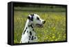 Dalmatian Sitting in Buttercup Field (Head Shot)-null-Framed Stretched Canvas
