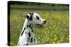 Dalmatian Sitting in Buttercup Field (Head Shot)-null-Stretched Canvas