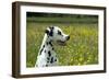 Dalmatian Sitting in Buttercup Field (Head Shot)-null-Framed Photographic Print