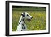 Dalmatian Sitting in Buttercup Field (Head Shot)-null-Framed Photographic Print
