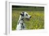 Dalmatian Sitting in Buttercup Field (Head Shot)-null-Framed Photographic Print