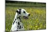 Dalmatian Sitting in Buttercup Field (Head Shot)-null-Mounted Photographic Print