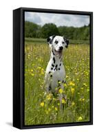 Dalmatian Sitting in Buttercup Field-null-Framed Stretched Canvas