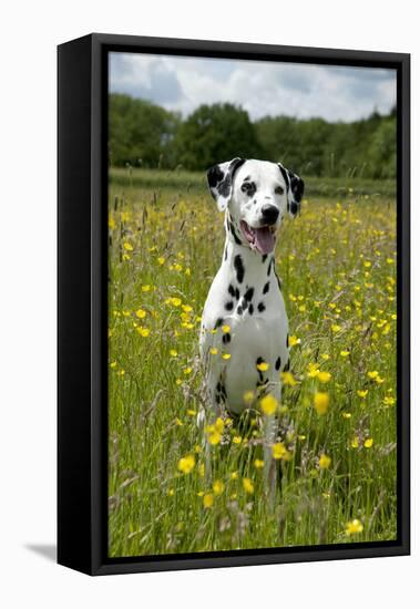 Dalmatian Sitting in Buttercup Field-null-Framed Stretched Canvas