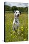 Dalmatian Sitting in Buttercup Field-null-Stretched Canvas