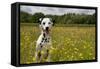 Dalmatian Sitting in Buttercup Field-null-Framed Stretched Canvas