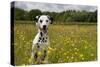 Dalmatian Sitting in Buttercup Field-null-Stretched Canvas