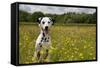 Dalmatian Sitting in Buttercup Field-null-Framed Stretched Canvas