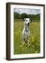 Dalmatian Sitting in Buttercup Field-null-Framed Photographic Print