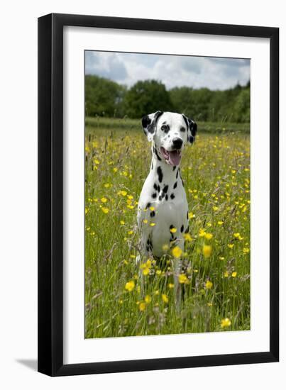 Dalmatian Sitting in Buttercup Field-null-Framed Photographic Print