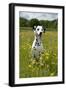 Dalmatian Sitting in Buttercup Field-null-Framed Photographic Print