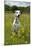 Dalmatian Sitting in Buttercup Field-null-Mounted Photographic Print