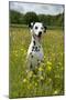 Dalmatian Sitting in Buttercup Field-null-Mounted Photographic Print