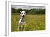 Dalmatian Sitting in Buttercup Field-null-Framed Photographic Print