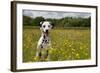 Dalmatian Sitting in Buttercup Field-null-Framed Photographic Print