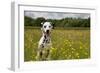 Dalmatian Sitting in Buttercup Field-null-Framed Photographic Print