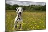 Dalmatian Sitting in Buttercup Field-null-Mounted Photographic Print