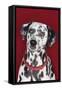 Dalmatian Sitting Looking Up, Close-Up-null-Framed Stretched Canvas