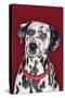 Dalmatian Sitting Looking Up, Close-Up-null-Stretched Canvas