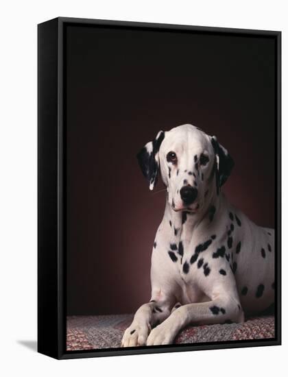 Dalmatian Sitting on Rug-null-Framed Stretched Canvas