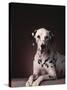 Dalmatian Sitting on Rug-null-Stretched Canvas