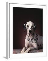 Dalmatian Sitting on Rug-null-Framed Photographic Print