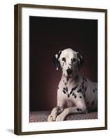 Dalmatian Sitting on Rug-null-Framed Photographic Print