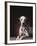 Dalmatian Sitting on Rug-null-Framed Photographic Print