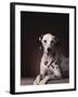 Dalmatian Sitting on Rug-null-Framed Photographic Print