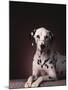 Dalmatian Sitting on Rug-null-Mounted Photographic Print
