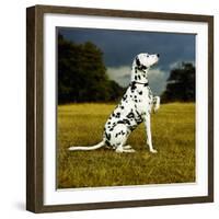 Dalmatian Sitting with Paw Up-Sally Anne Thompson-Framed Photographic Print