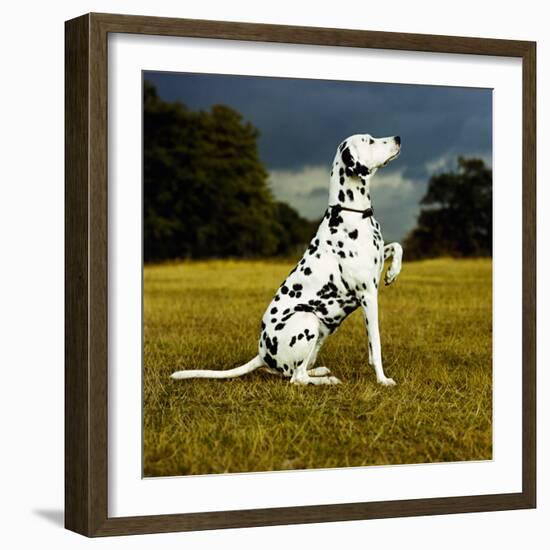 Dalmatian Sitting with Paw Up-Sally Anne Thompson-Framed Photographic Print