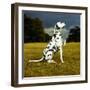 Dalmatian Sitting with Paw Up-Sally Anne Thompson-Framed Photographic Print