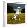 Dalmatian Sitting with Paw Up-Sally Anne Thompson-Framed Photographic Print