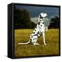 Dalmatian Sitting with Paw Up-Sally Anne Thompson-Framed Stretched Canvas
