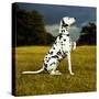 Dalmatian Sitting with Paw Up-Sally Anne Thompson-Stretched Canvas