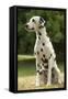 Dalmatian Sitting-null-Framed Stretched Canvas