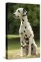 Dalmatian Sitting-null-Stretched Canvas