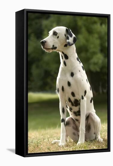 Dalmatian Sitting-null-Framed Stretched Canvas