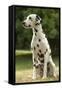 Dalmatian Sitting-null-Framed Stretched Canvas