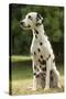 Dalmatian Sitting-null-Stretched Canvas